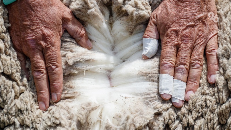 Ставропольский фермер временно остановил продажу шерсти альпак